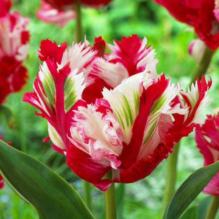 Tulpan 'Estella Rijnveld'